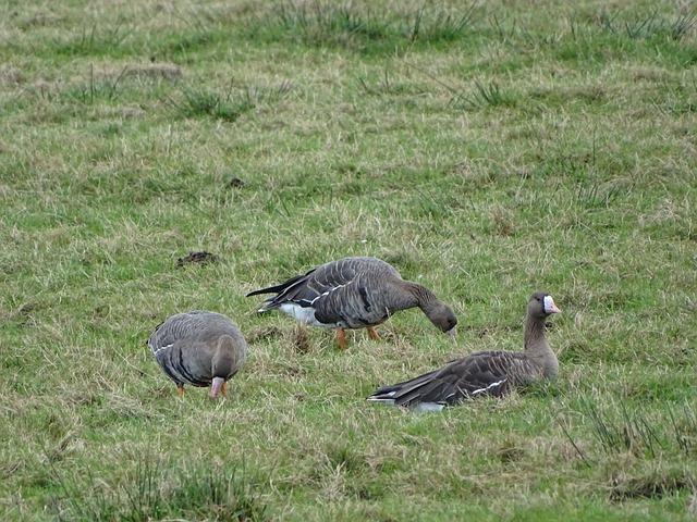 的有效策略 的有效策略